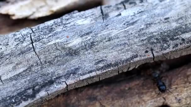 Textur Oberfläche Der Alten Verbrannten Holzbalken — Stockvideo