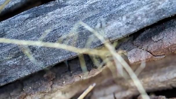 Doku Yüzeyi Eski Ahşap Kirişler Yanmış — Stok video