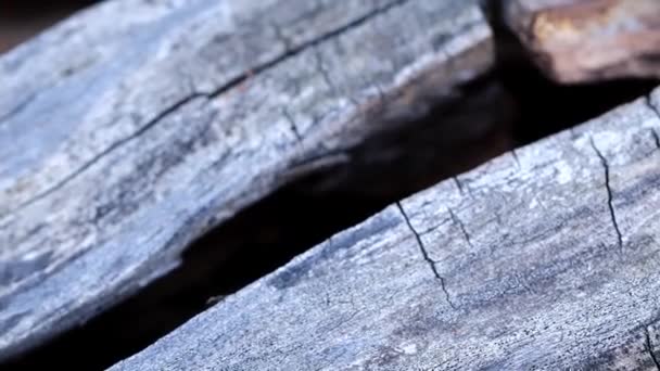 テクスチャー サーフェスの古い木製の梁を焼け — ストック動画