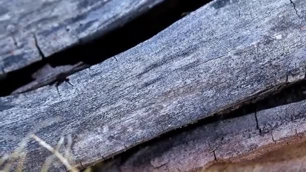Текстурная Поверхность Старых Обгоревших Деревянных Балок — стоковое видео