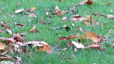 yeşil alan çim kuru sonbahar yaprakları ile