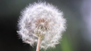 çiçek alan karahindiba Rüzgar Rüzgarlar dalgalar