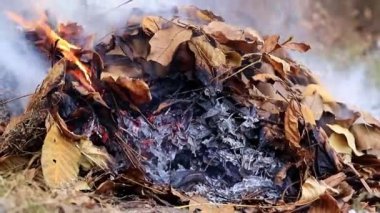 bir orman bitki yazarken kalın gri duman