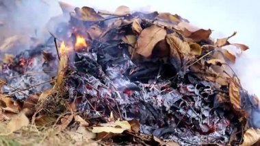 bir orman bitki yazarken kalın gri duman