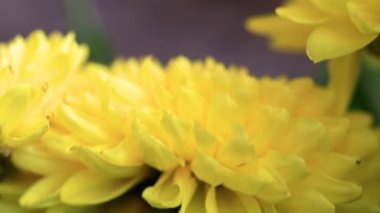 tatil bir öğe olarak Bahçe krizantem parlak sarı tomurcukları