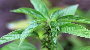 bir bahçe bitki parlak yeşil lahanası