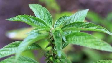 bir bahçe bitki parlak yeşil lahanası