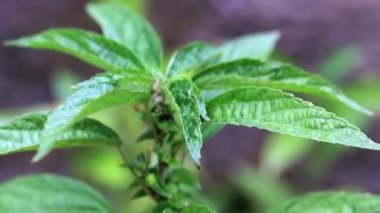 bir bahçe bitki parlak yeşil lahanası