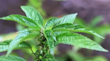 bir bahçe bitki parlak yeşil lahanası