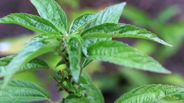 bir bahçe bitki parlak yeşil lahanası