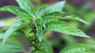 bir bahçe bitki parlak yeşil lahanası