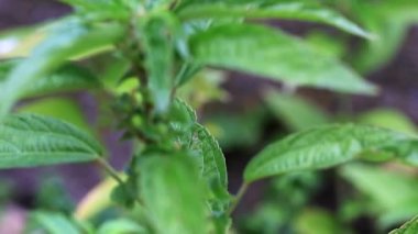 bir bahçe bitki parlak yeşil lahanası