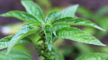 bir bahçe bitki parlak yeşil lahanası