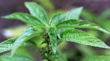 bir bahçe bitki parlak yeşil lahanası