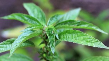 bir bahçe bitki parlak yeşil lahanası