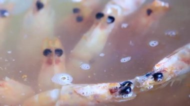 kaynar suda karides pişirme işlemi