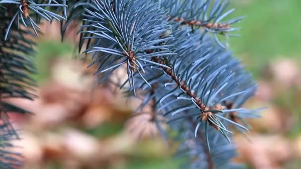 Groene Takken Van Dennen Een Bos Glade — Stockvideo