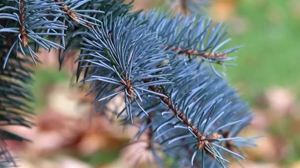 Grüne Kiefernzweige Auf Einer Waldlichtung — Stockvideo