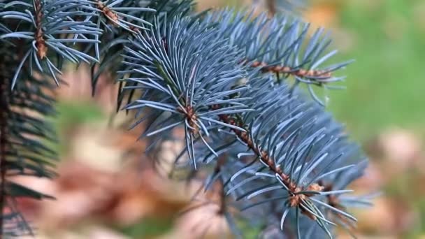 Branches Vertes Pin Sur Une Clairière Forestière — Video