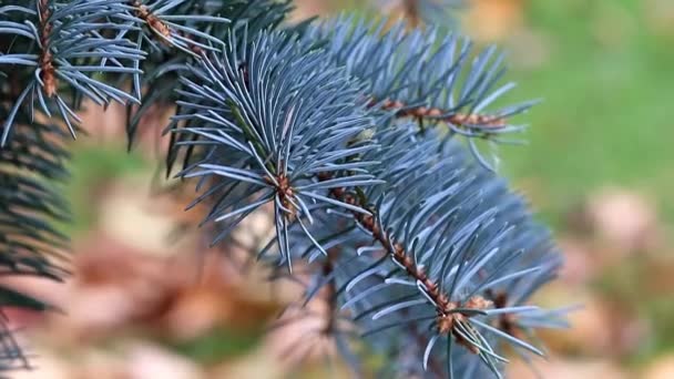 Grüne Kiefernzweige Auf Einer Waldlichtung — Stockvideo