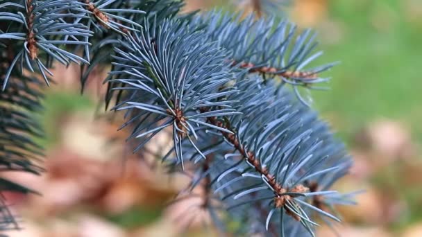 Branches Vertes Pin Sur Une Clairière Forestière — Video