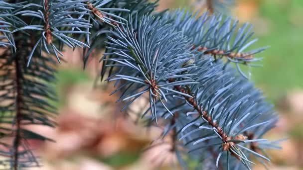 Grüne Kiefernzweige Auf Einer Waldlichtung — Stockvideo