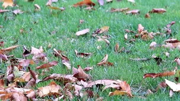 Grünes Feldgras Mit Trockenen Herbstblättern — Stockvideo