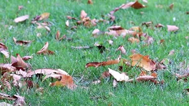 Erba Campo Verde Con Foglie Secche Autunno — Video Stock