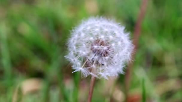 Campo Flores Diente León Vacila Las Ráfagas Viento — Vídeo de stock