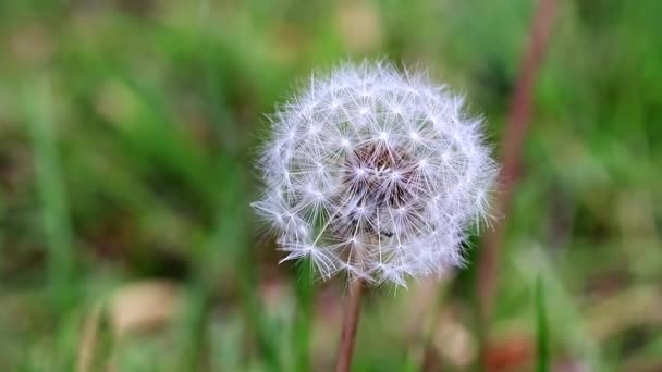 Flower Field Dandelion Wavers Gusts Wind — Stock Video