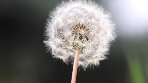 Bloem Veld Paardebloem Wankelt Rukwinden Van Wind — Stockvideo