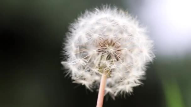 Bloem Veld Paardebloem Wankelt Rukwinden Van Wind — Stockvideo