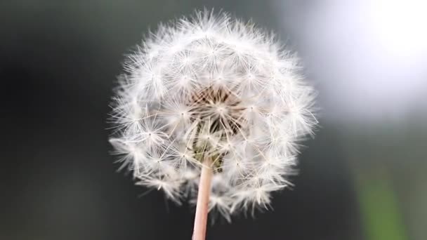 Campo Flores Dandelion Vacila Nas Rajadas Vento — Vídeo de Stock