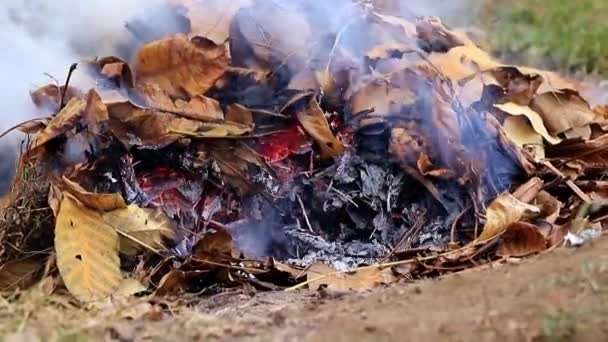 Humo Gris Grueso Cuando Quema Una Planta Forestal — Vídeo de stock