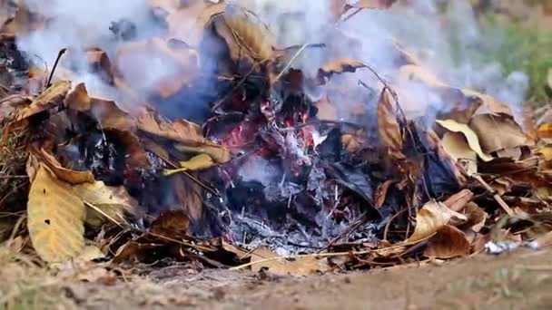 Fumaça Cinza Grossa Queimar Uma Planta Floresta — Vídeo de Stock