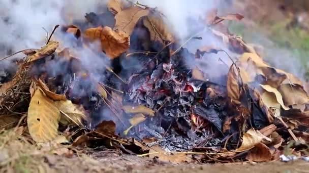 Густой Серый Дым Сжигании Лесного Растения — стоковое видео