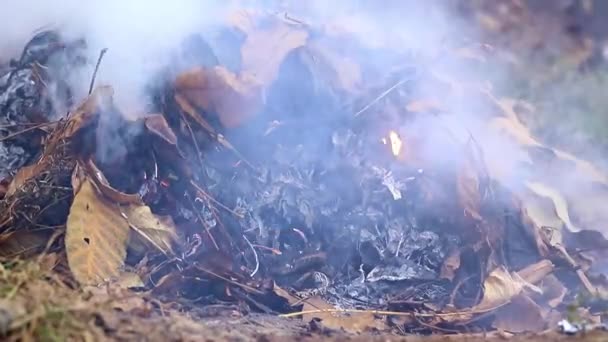 Humo Gris Grueso Cuando Quema Una Planta Forestal — Vídeos de Stock