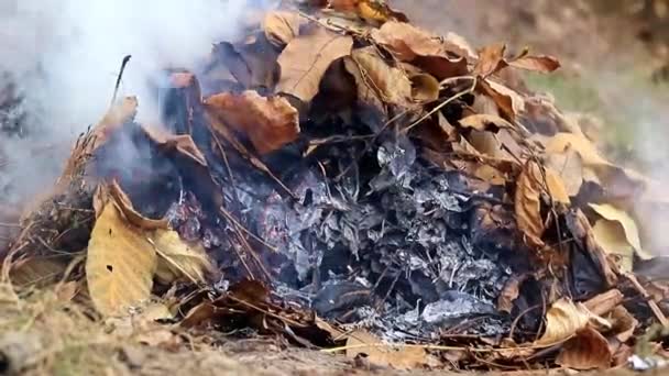 Fumaça Cinza Grossa Queimar Uma Planta Floresta — Vídeo de Stock