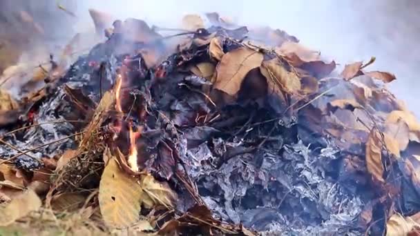 Fumaça Cinza Grossa Queimar Uma Planta Floresta — Vídeo de Stock