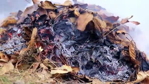Gęsty Dym Szary Podczas Spalania Roślin Leśnych — Wideo stockowe