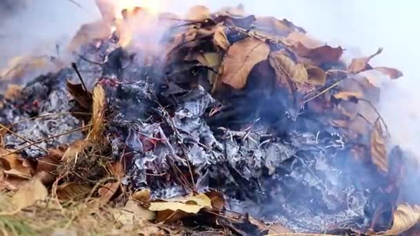 Fumaça Cinza Grossa Queimar Uma Planta Floresta — Vídeo de Stock