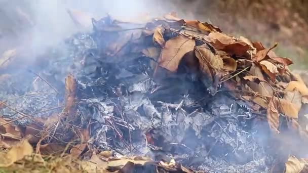燃烧森林植物时的浓浓的灰色烟雾 — 图库视频影像