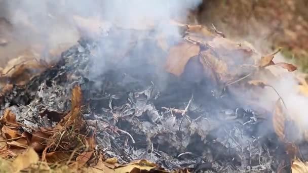 Épaisse Fumée Grise Lors Brûlage Une Plante Forestière — Video