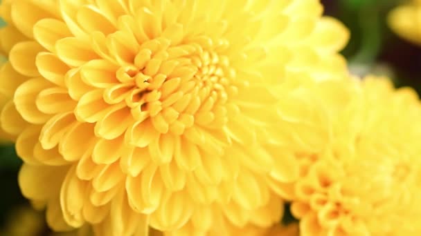 Leuchtend Gelbe Knospen Der Garten Chrysantheme Als Element Des Urlaubs — Stockvideo