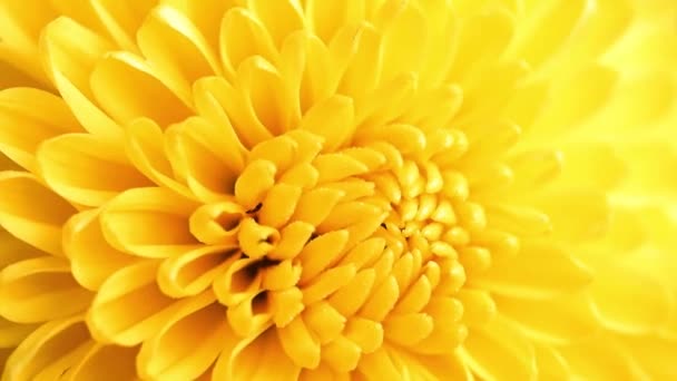 Bright Yellow Buds Garden Chrysanthemum Element Holiday — Stock Video