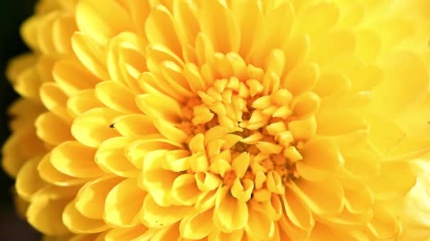 Brotes Color Amarillo Brillante Del Crisantemo Del Jardín Como Elemento — Vídeo de stock