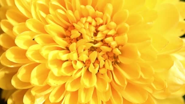 Brotes Color Amarillo Brillante Del Crisantemo Del Jardín Como Elemento — Vídeos de Stock