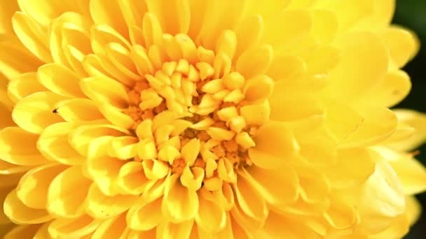 Leuchtend Gelbe Knospen Der Garten Chrysantheme Als Element Des Urlaubs — Stockvideo