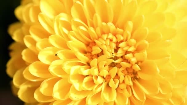 休日の要素として庭の菊の明るい黄色の芽 — ストック動画