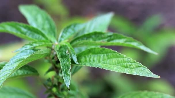 Leuchtend Grüne Triebe Einer Gartenpflanze — Stockvideo